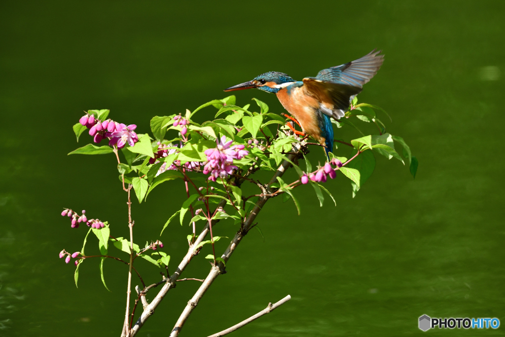 紅ウツギとカワセミ