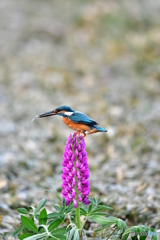 ルピナスとカワセミ