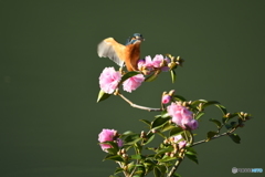 サザンカとカワセミ