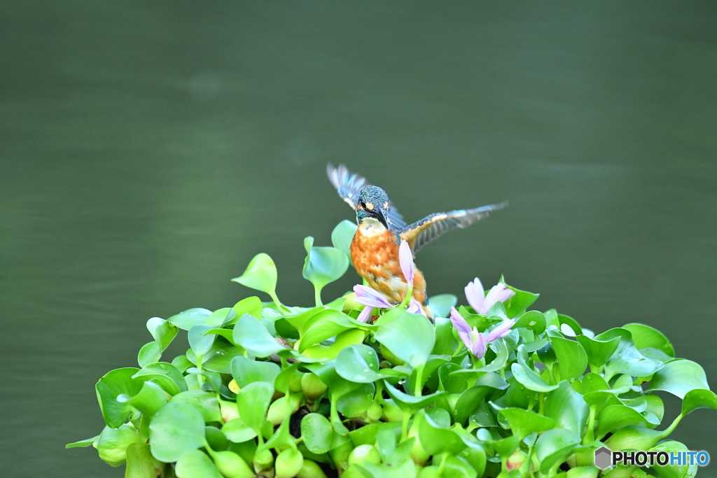 ホテイアオイとカワセミ