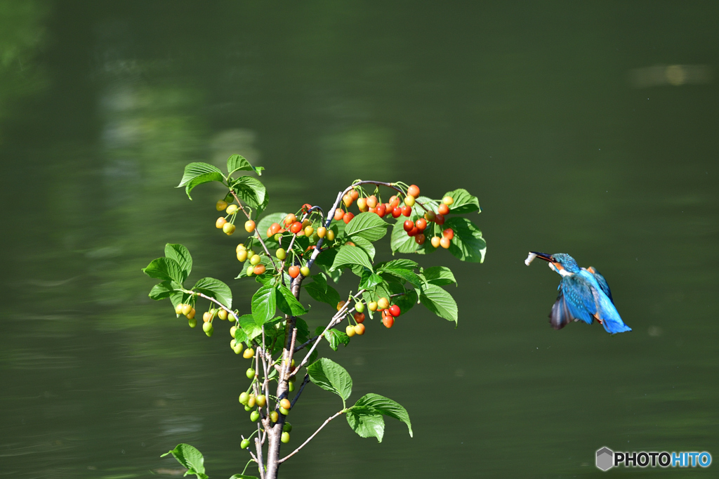 サクランボとカワセミ
