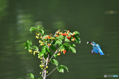 サクランボとカワセミ