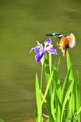 カキツバタとカワセミ