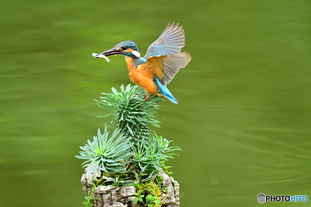 ソテツキリンとカワセミ