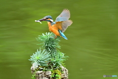 ソテツキリンとカワセミ