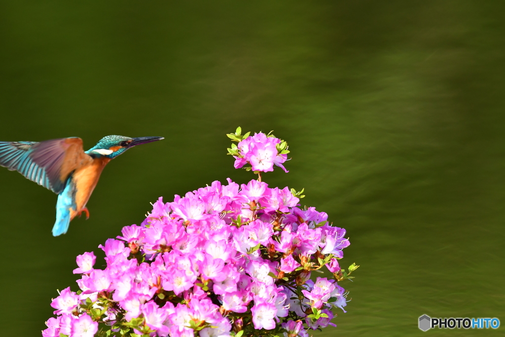 雲仙ツツジとカワセミ