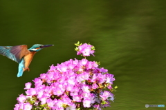 雲仙ツツジとカワセミ