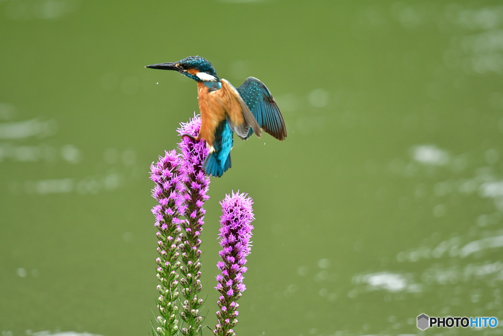 リアトリスとカワセミ
