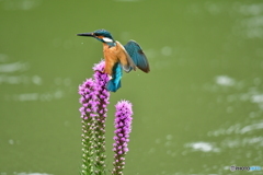 リアトリスとカワセミ