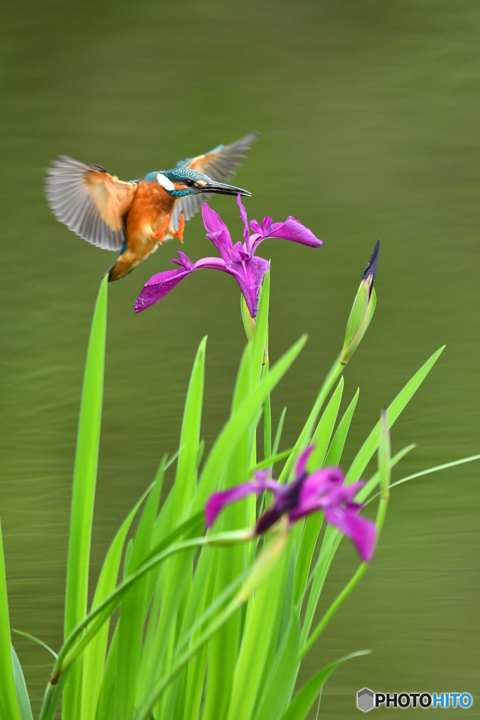 カキツバタとカワセミ