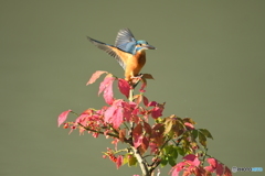 マユミとカワセミ