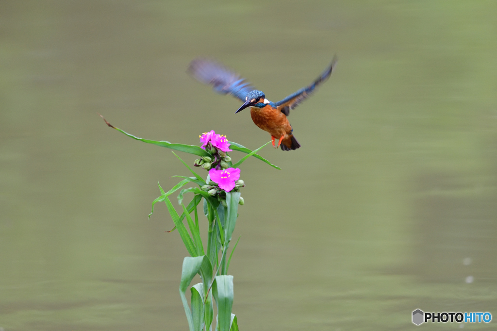 ツユクサとカワセミ
