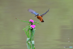 ツユクサとカワセミ