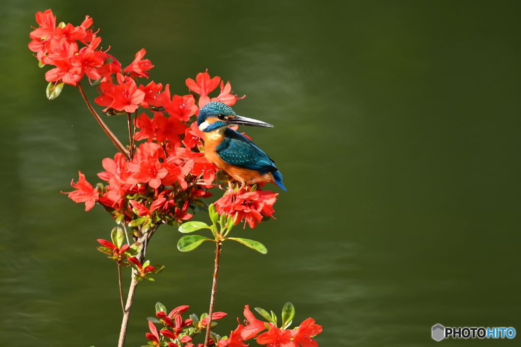 ツツジとカワセミ