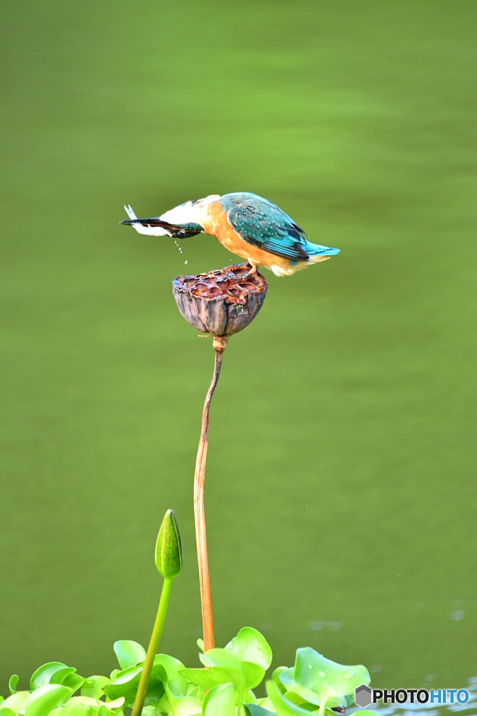 ハスの実とカワセミ