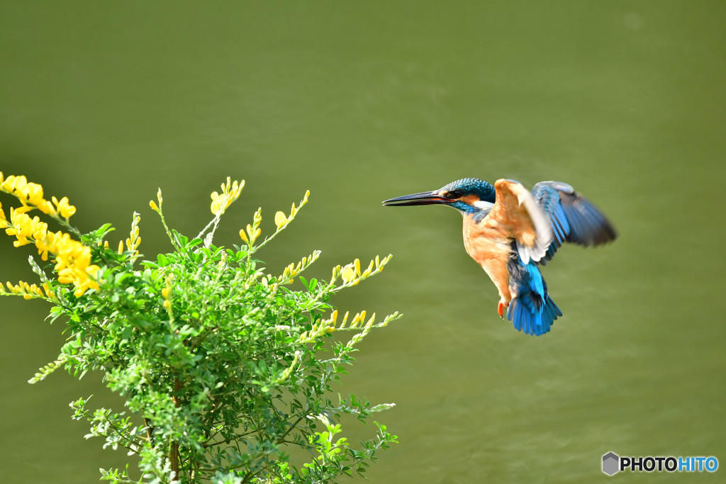 エニシダとカワセミ