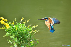 エニシダとカワセミ