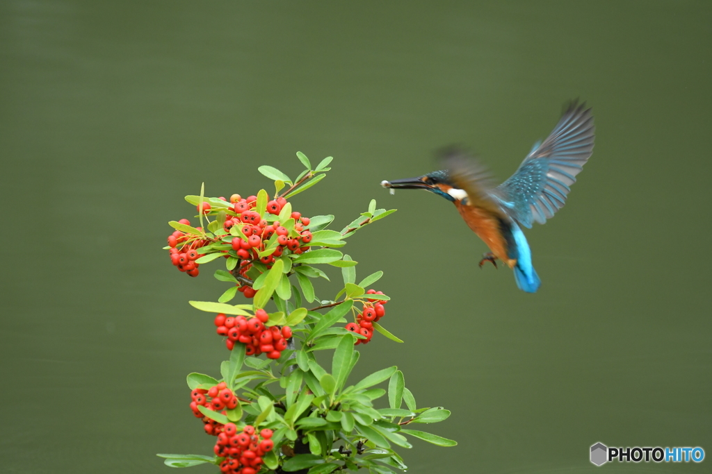 ピラカンサとカワセミ