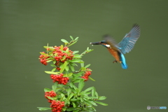 ピラカンサとカワセミ