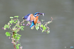 アケビの花とカワセミ
