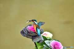 葉ボタンとカワセミ