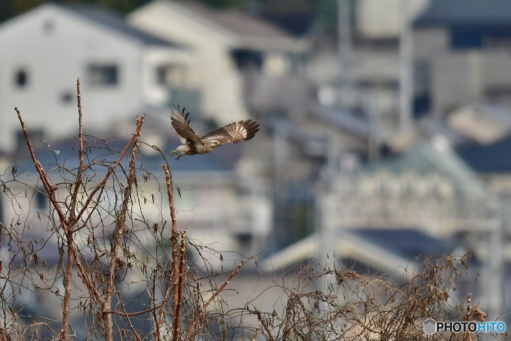 ノスリの飛び出し