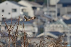 ノスリの飛び出し