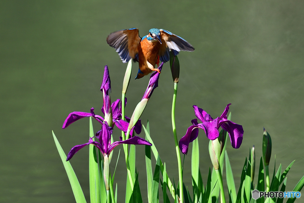 カキツバタとカワセミ