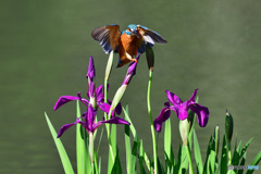 カキツバタとカワセミ