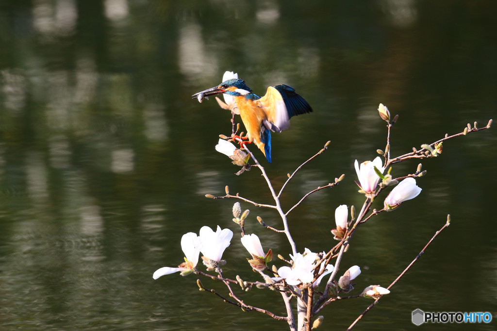 コブシとカワセミ