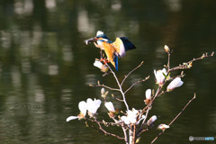 コブシとカワセミ