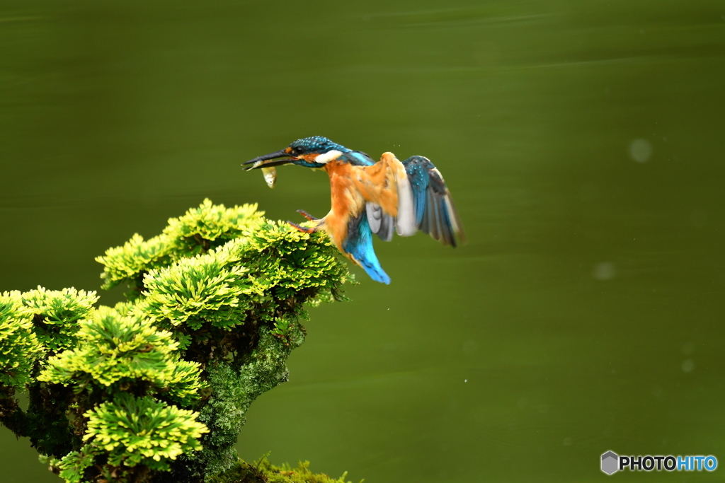 岩松とカワセミ