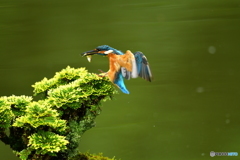 岩松とカワセミ