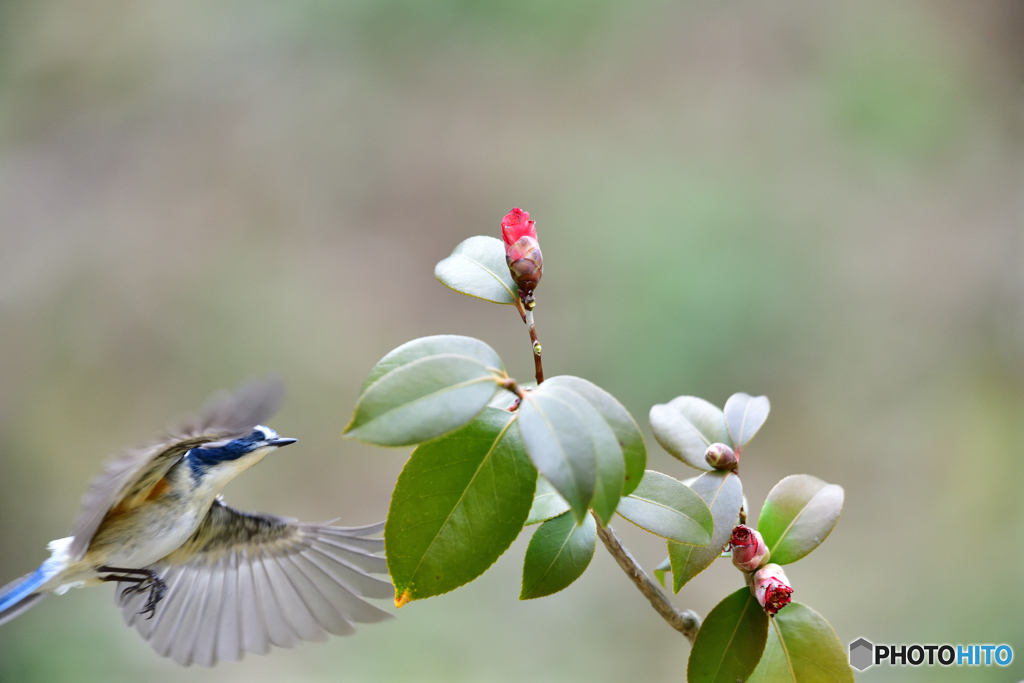 ツバキとルリビタキ