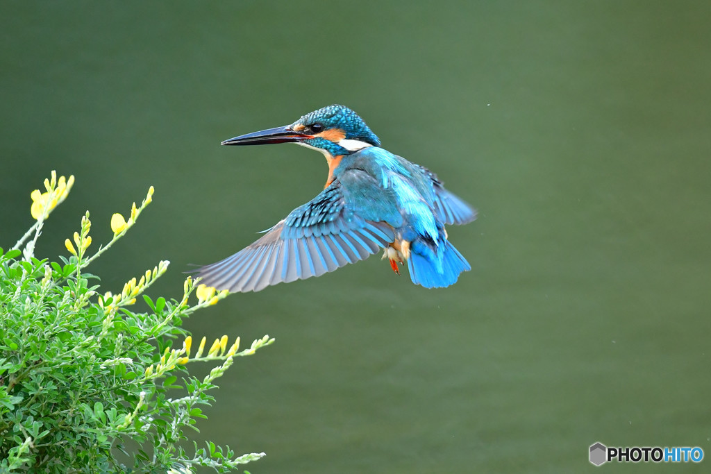 エニシダとカワセミ