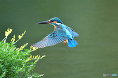 エニシダとカワセミ