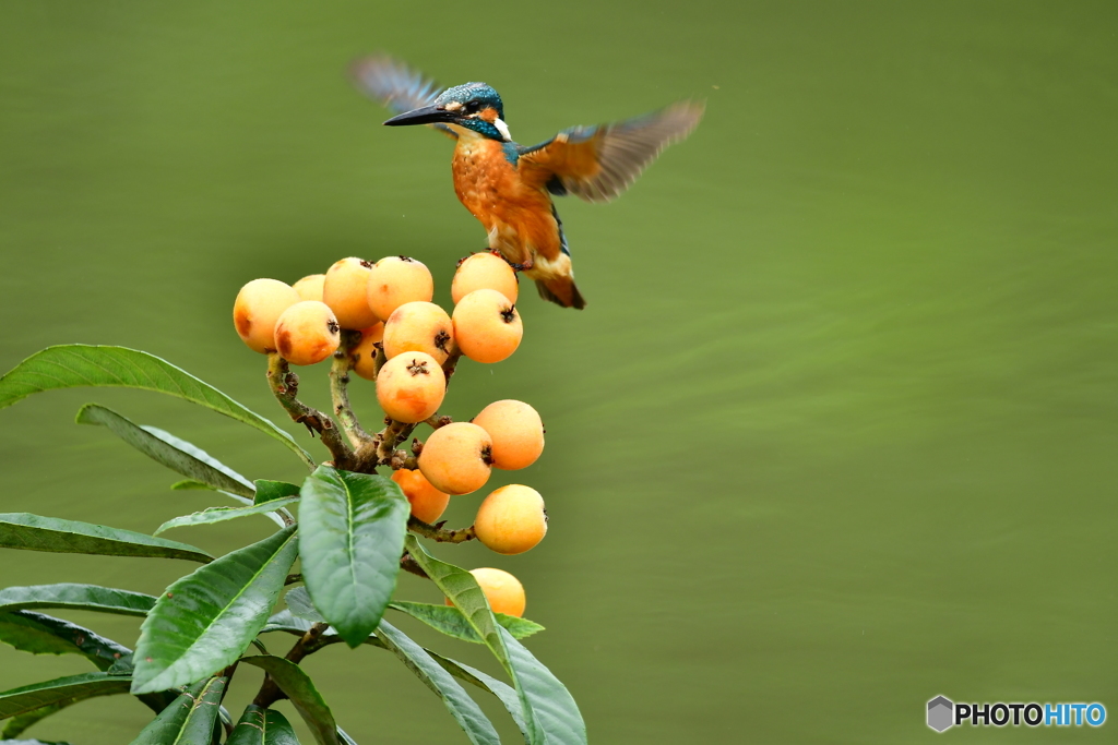 ビワとカワセミ