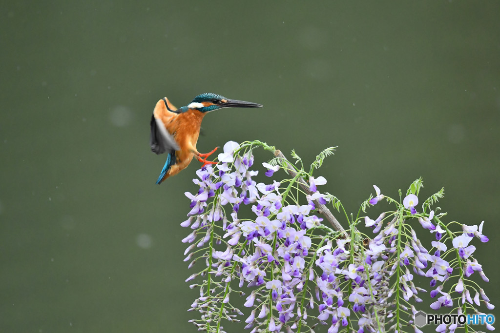 フジの花とカワセミ