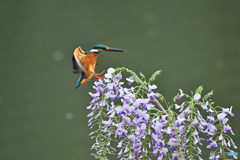 フジの花とカワセミ