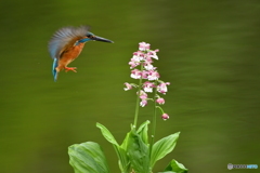 エビネランとカワセミ