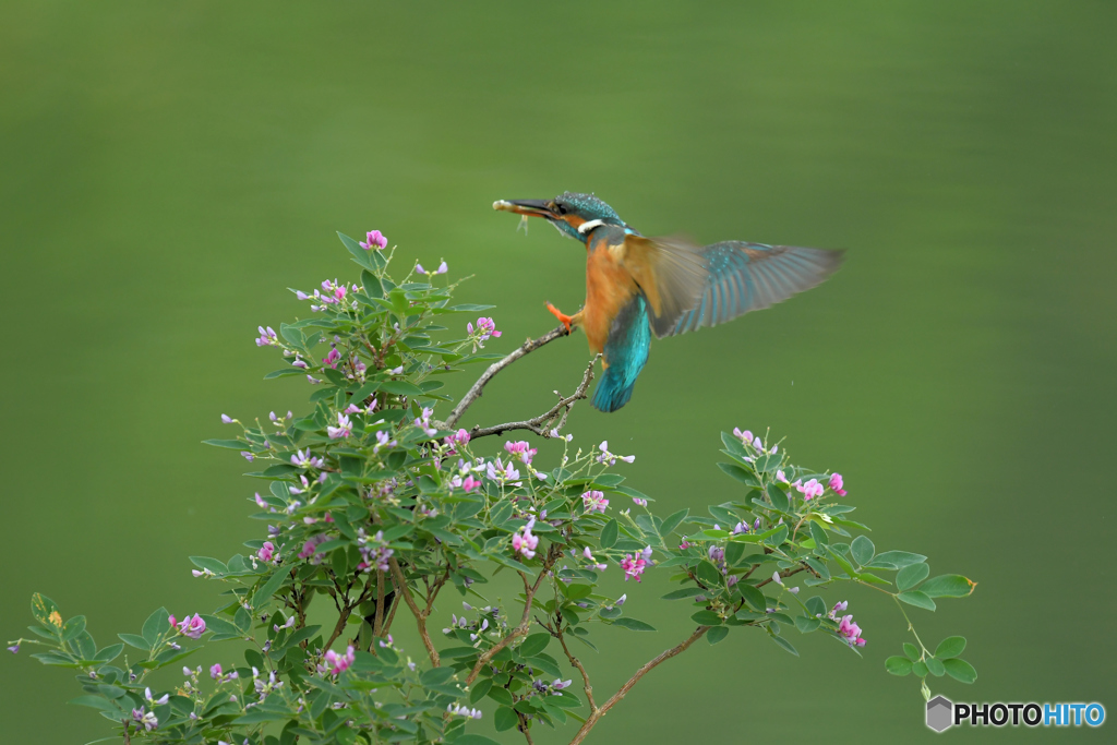 木萩とカワセミ
