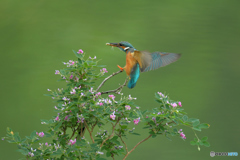 木萩とカワセミ