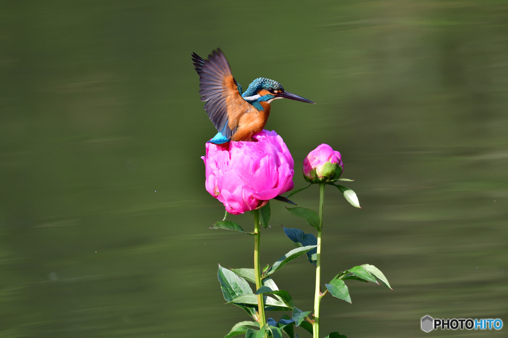 シャクヤクとカワセミ