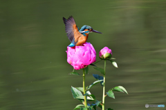 シャクヤクとカワセミ