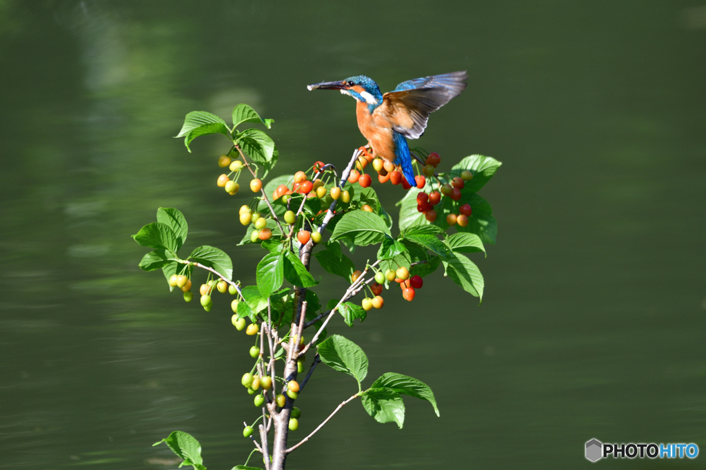 サクランボとカワセミ