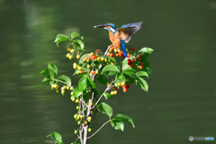サクランボとカワセミ