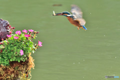 雲間草とカワセミ