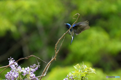 フジの花とオオルリ