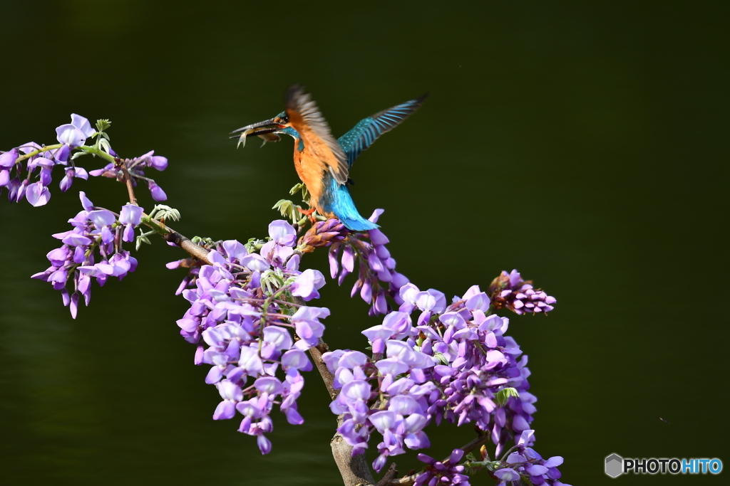 フジの花とカワセミ