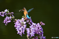 フジの花とカワセミ